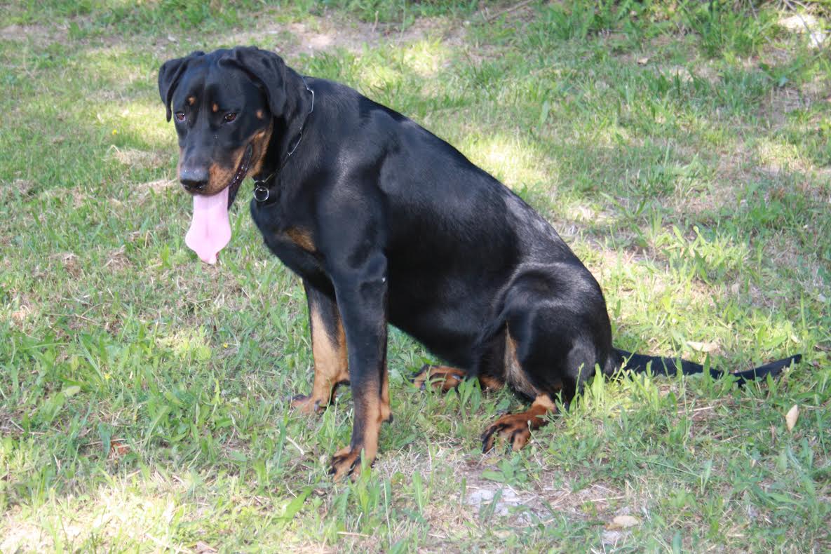 domainedelalicorne.fr Elevage de beauceron chiot beauceron pure race élevage du clos de la licorne elevage des gardiens de la licorne elevage beauceron noir et feu authentique gros gabarits élevage de Beauceron familial sérieux et qualité domainedelalicorne.fr suivi des chiots conseil d’éducation chiot propre bas rouge santé caractère spécialiste du beauceron noir et feu ou arlequin chien rustique berger de France  nos chiots sont élevés avec amour et attention notre passion au service de la qualité Beauceron de qualité et sportif domaine de la licorne 04380 BARRAS élevage en liberté éleveur berger de beauce élevage de beauceron de travail 